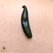 canlı sülük resmi Isparta Sülük Sağlıklı Yaşam Çiftliği