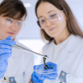 canlı sülük resmi Isparta Sülük Sağlıklı Yaşam Çiftliği