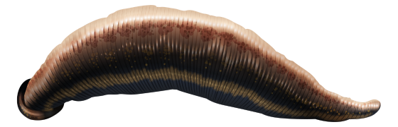 Jumbo Sülük Resimleri Fotoğrafları Isparta Sülük Sağlıklı Yaşam Çiftliği